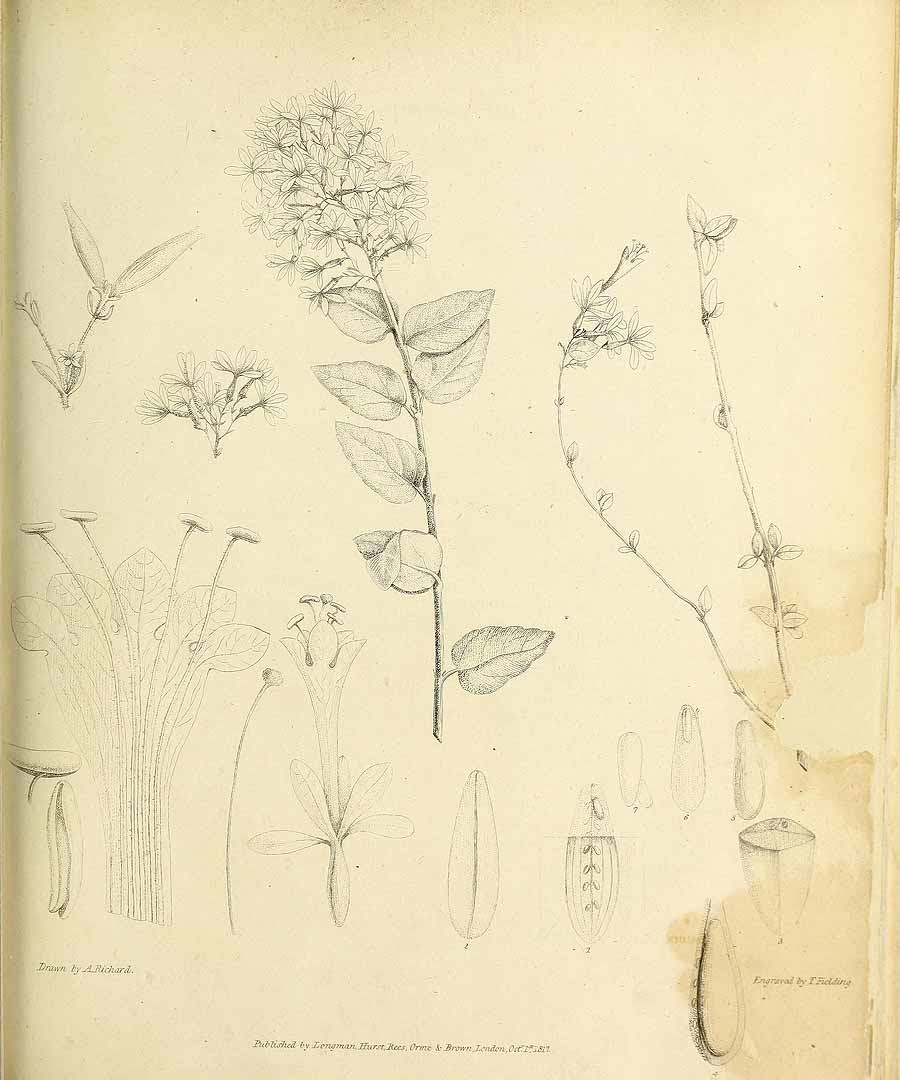 no HD illustration available (3)