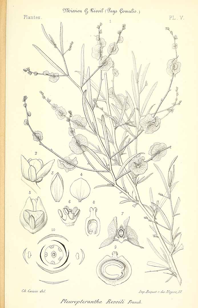 no HD illustration available (3)