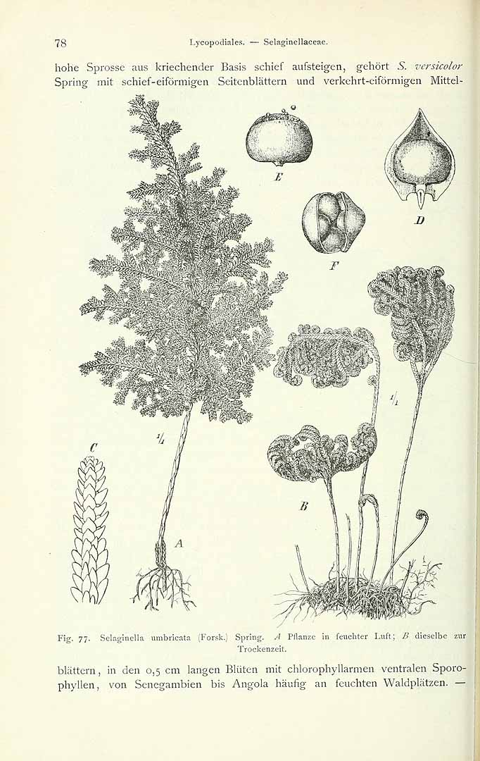 no HD illustration available (3)