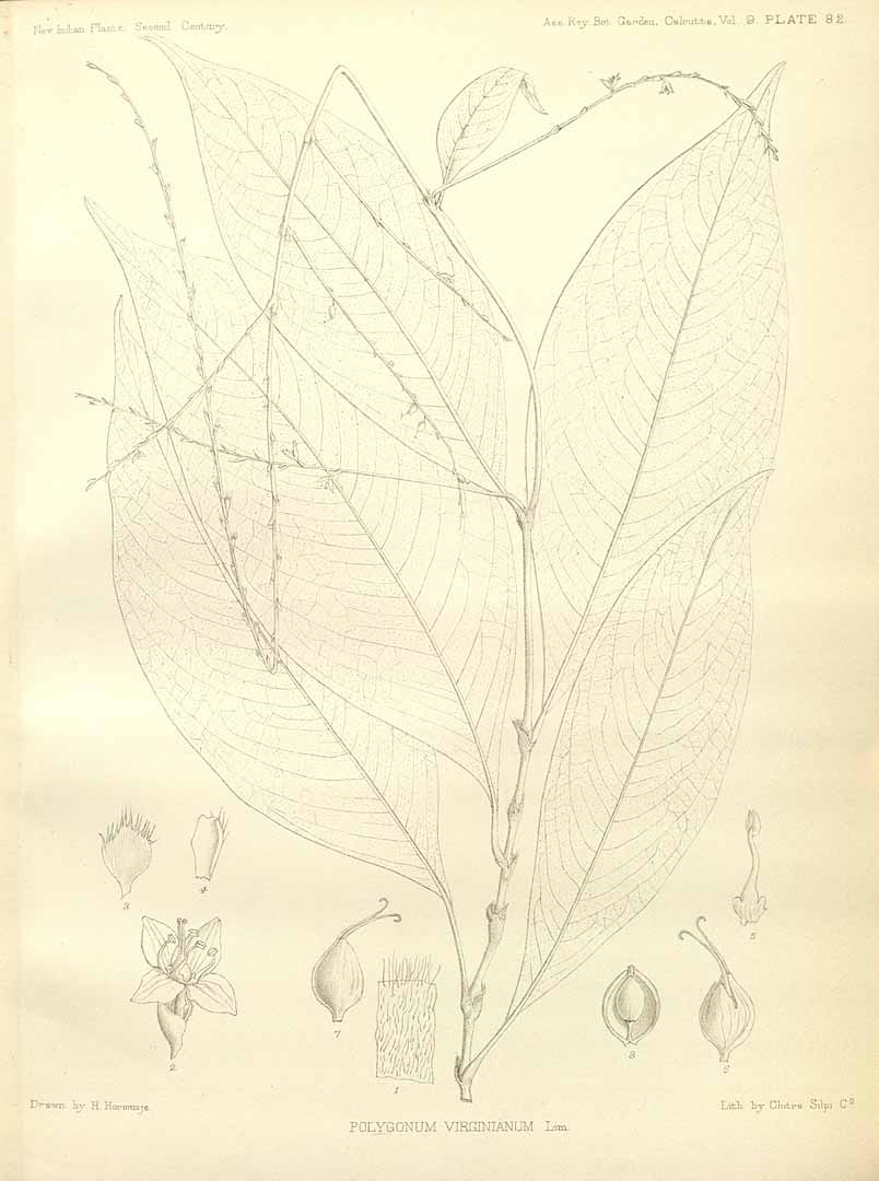 no HD illustration available (3)