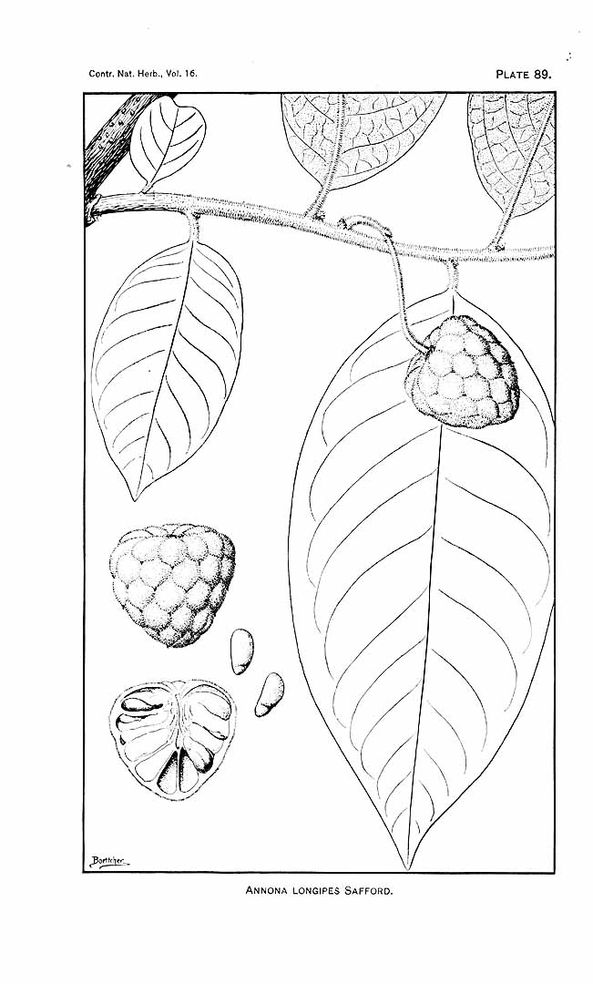 no HD illustration available (m1)
