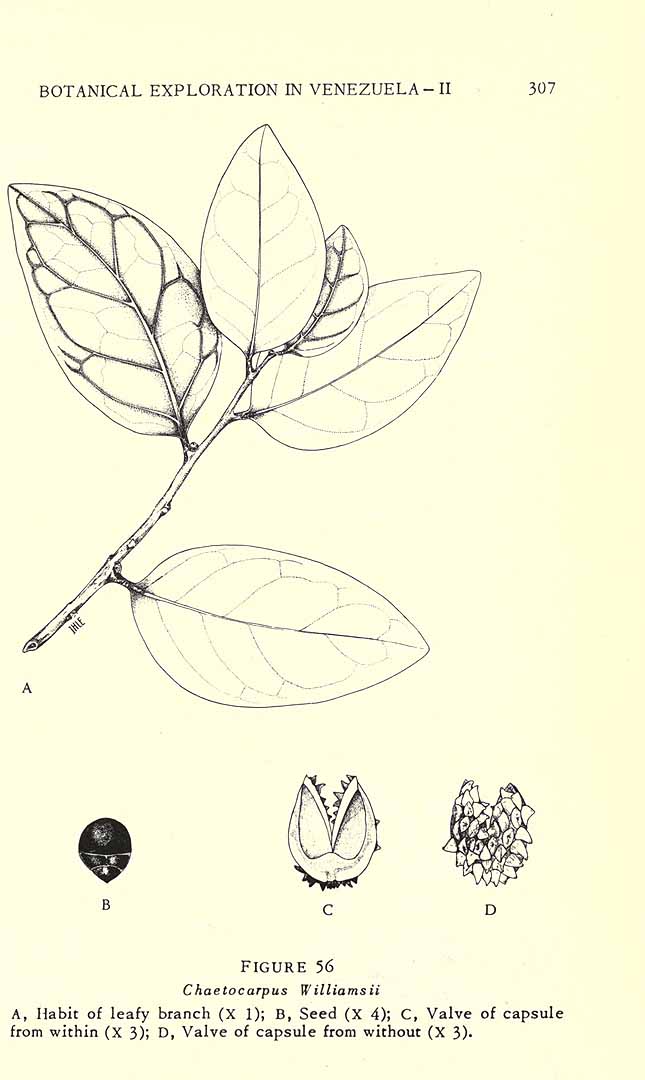 no HD illustration available (3)