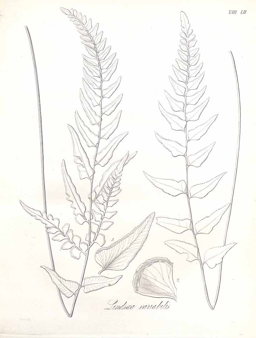 no HD illustration available (3)