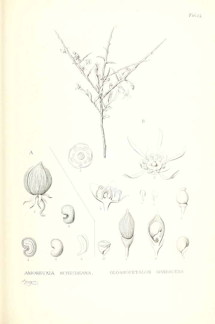 no HD illustration available (3)