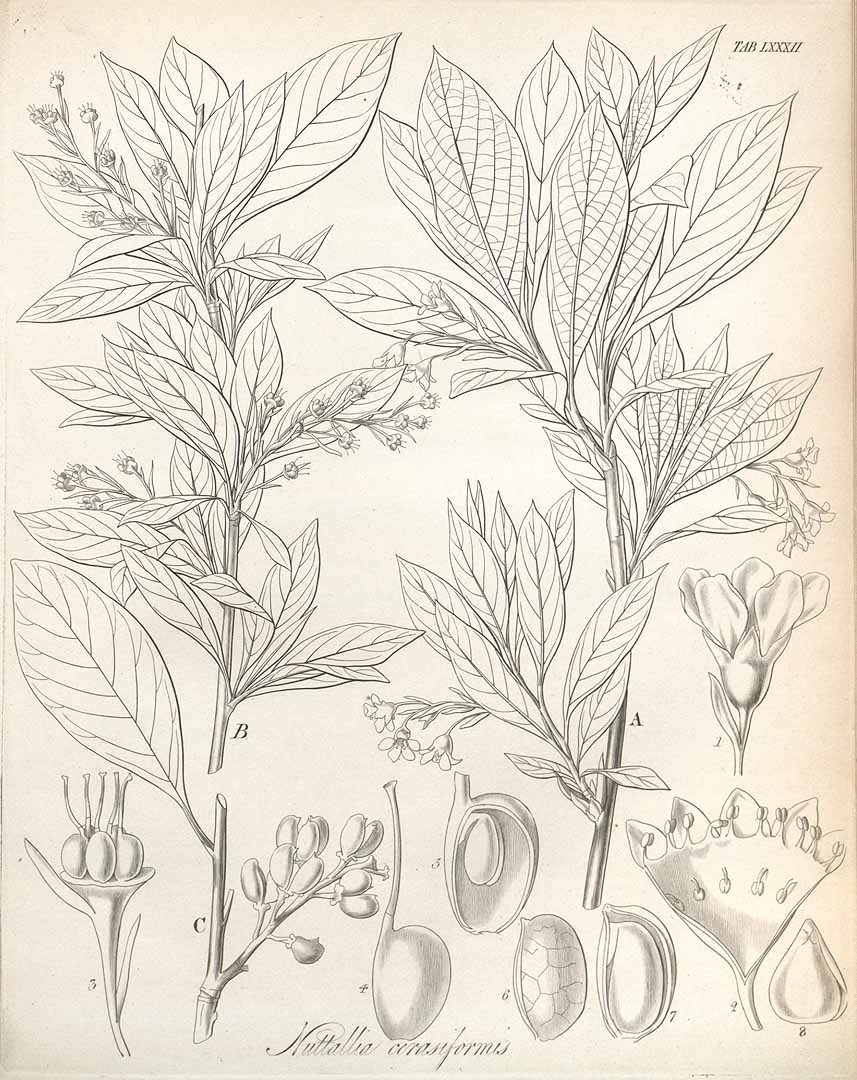 no HD illustration available (3)