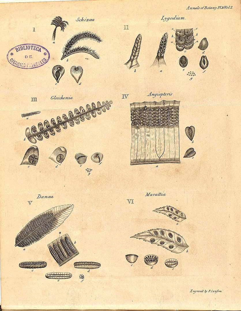 no HD illustration available (3)