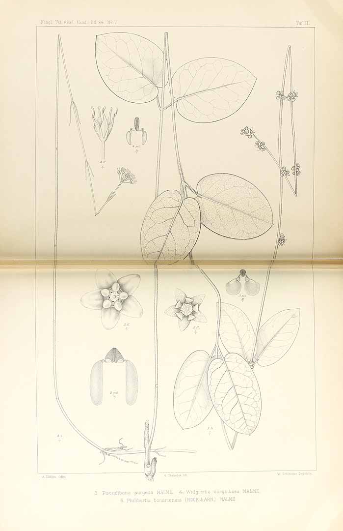 no HD illustration available (3)