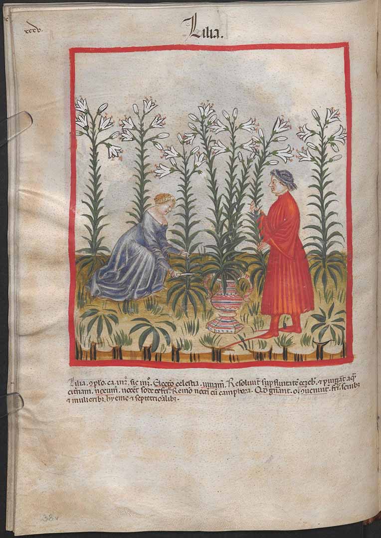 no HD illustration available (3)