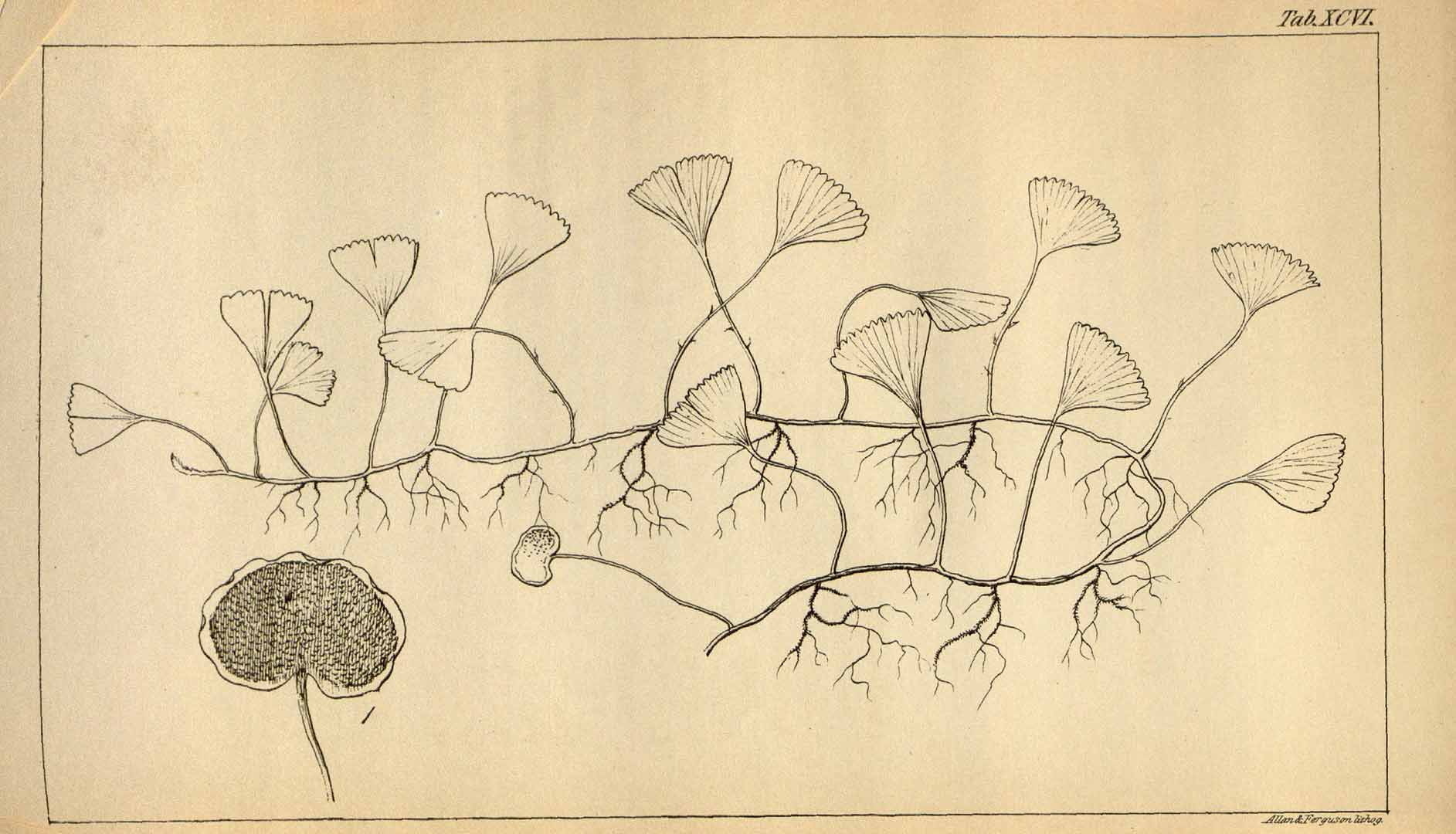 no HD illustration available (3)