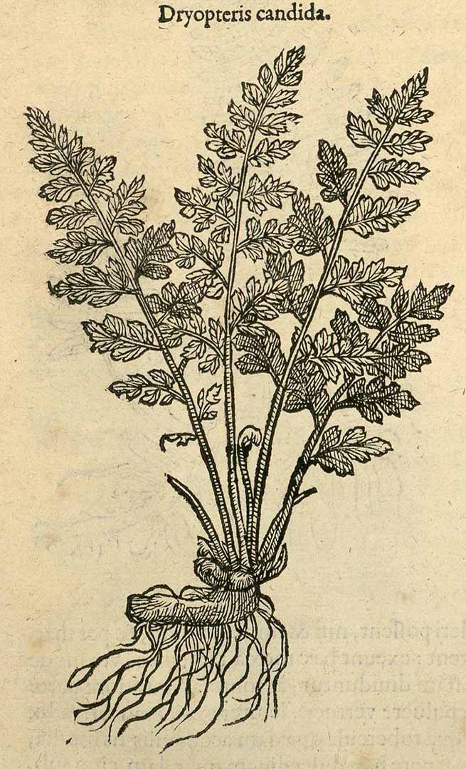 no HD illustration available (3)
