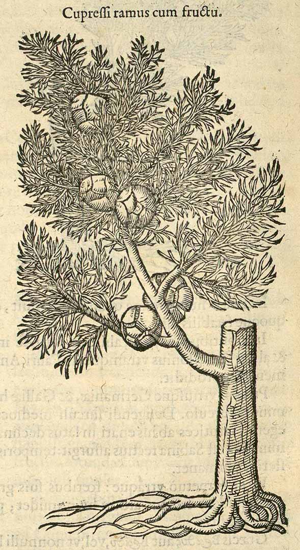 no HD illustration available (3)