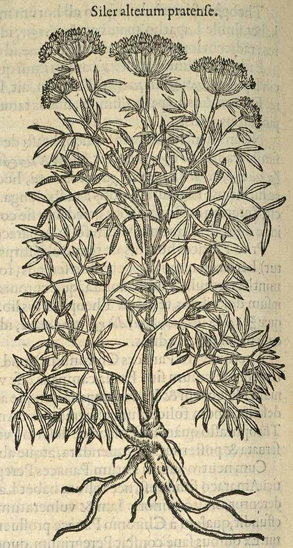 no HD illustration available (3)