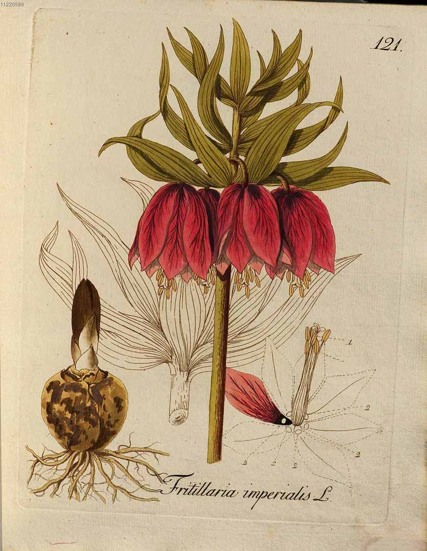 no HD illustration available (3)
