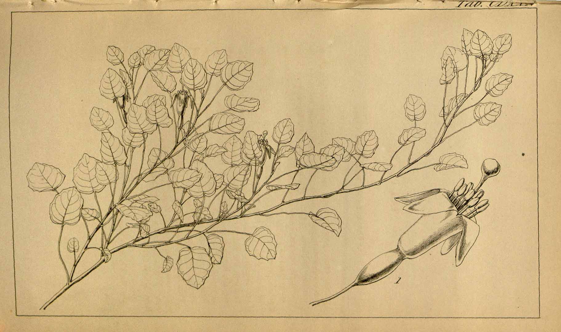 no HD illustration available (3)