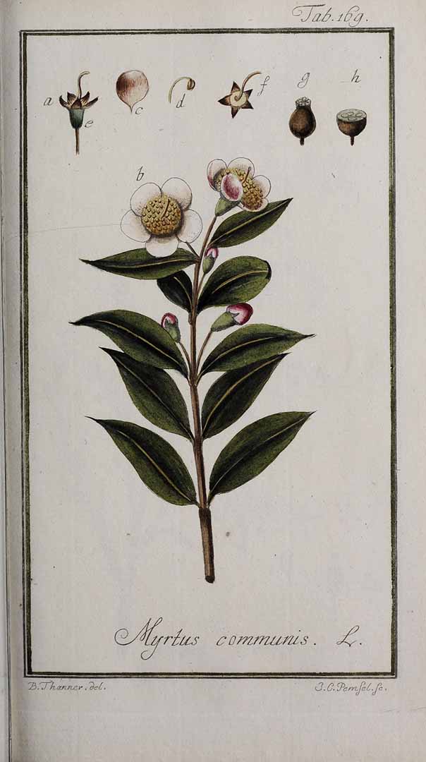 no HD illustration available (3)
