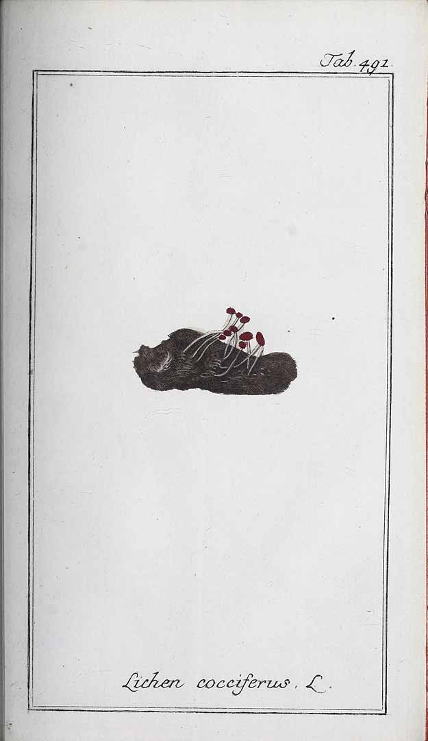 no HD illustration available (m1)