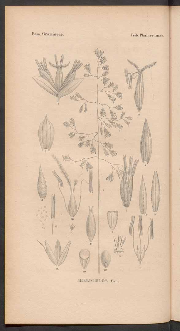 no HD illustration available (3)