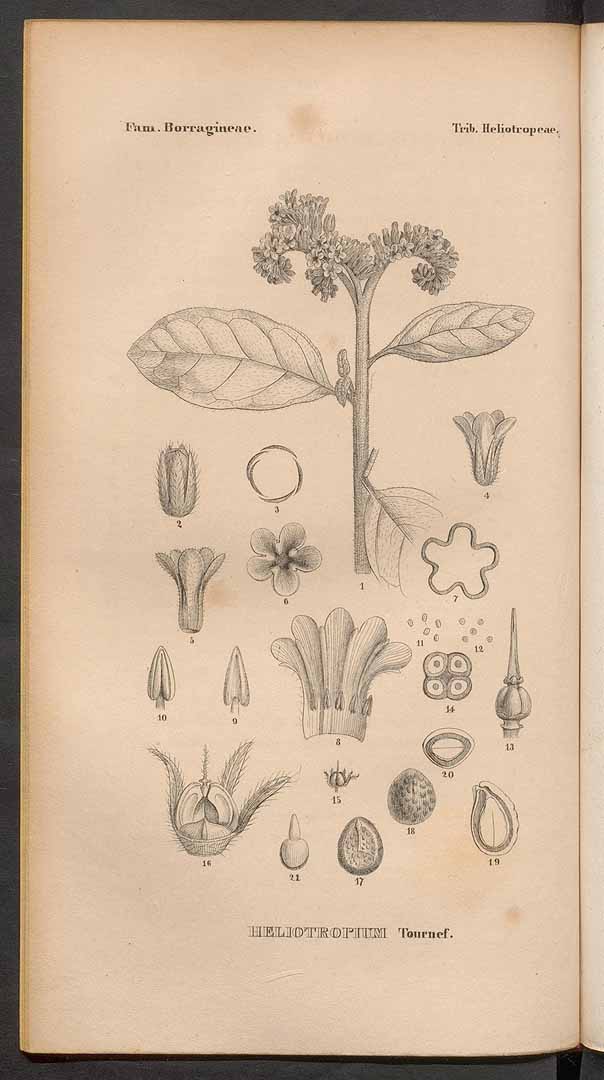 no HD illustration available (3)