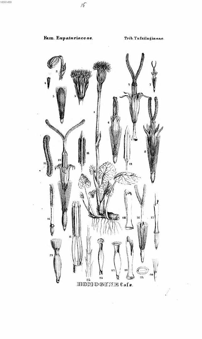 no HD illustration available (3)