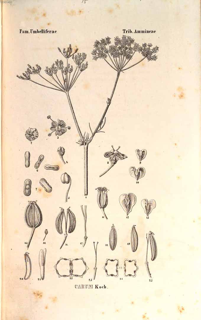 no HD illustration available (3)