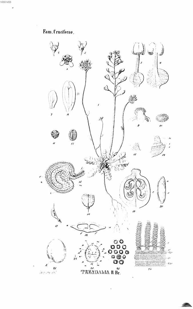 no HD illustration available (3)