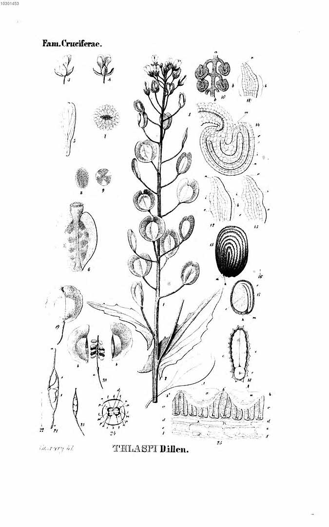 no HD illustration available (3)