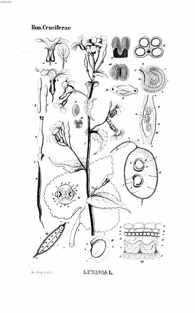 no HD illustration available (3)