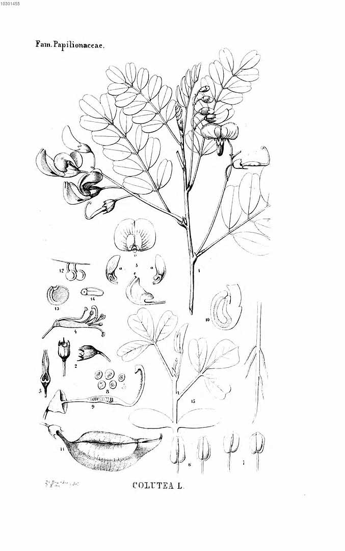 no HD illustration available (3)