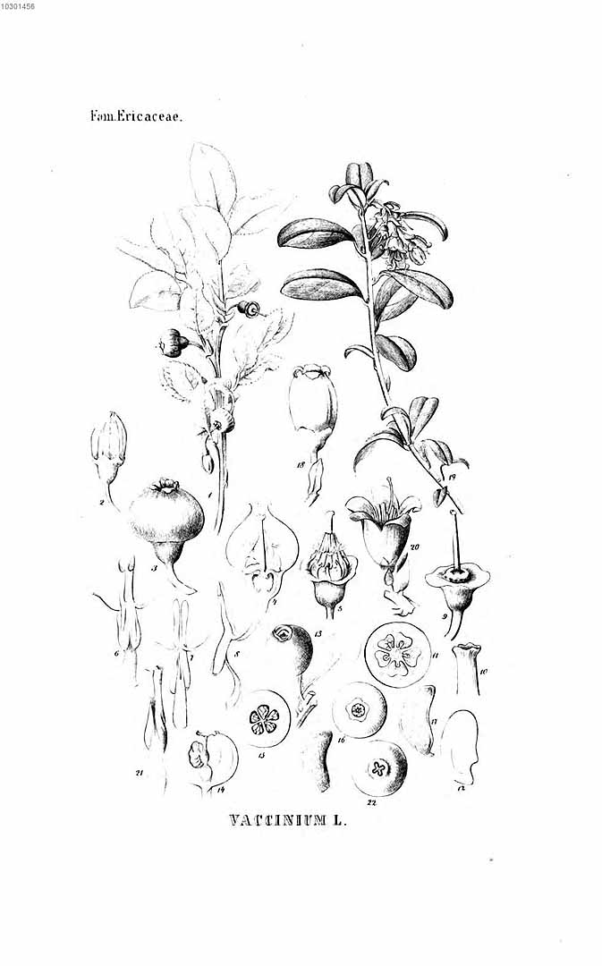 no HD illustration available (3)
