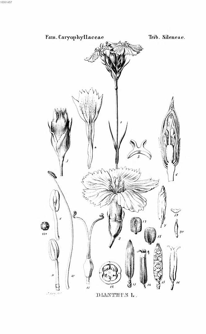 no HD illustration available (3)