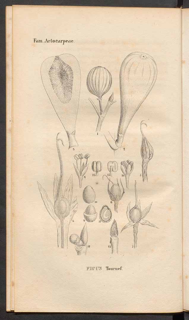 no HD illustration available (3)