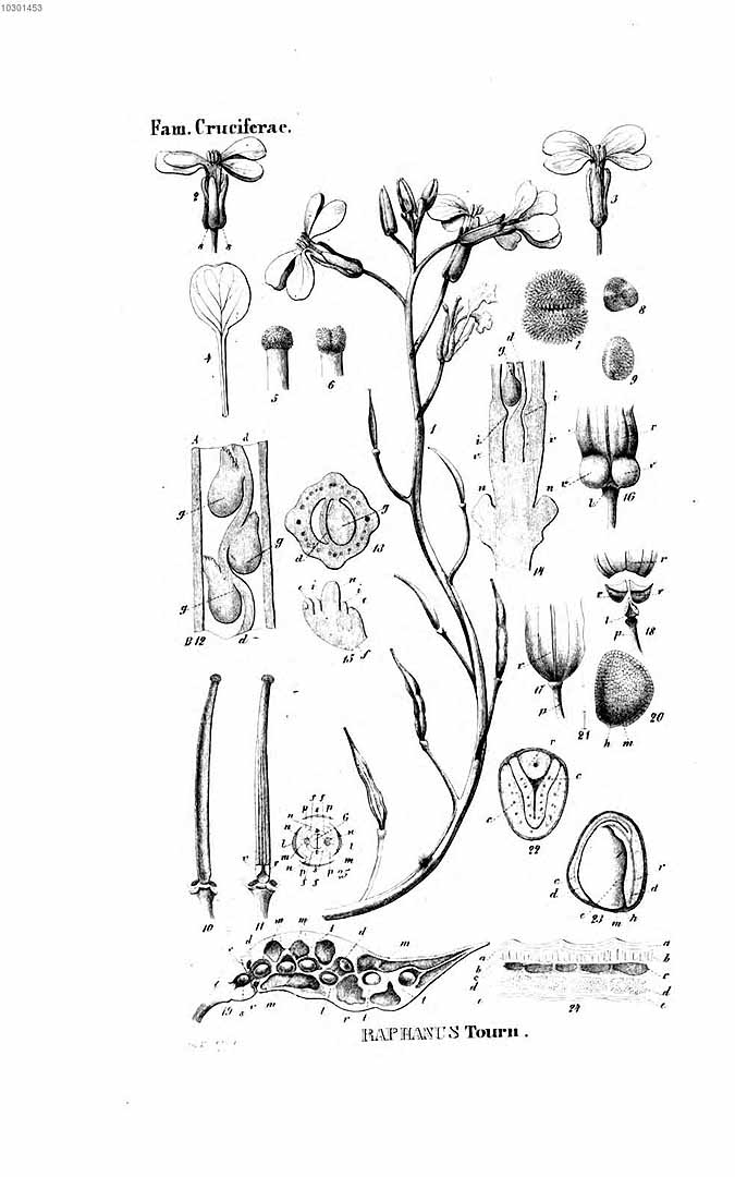 no HD illustration available (3)