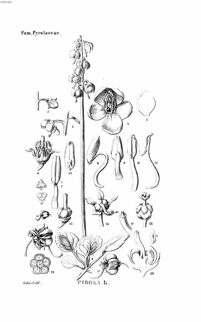 no HD illustration available (3)