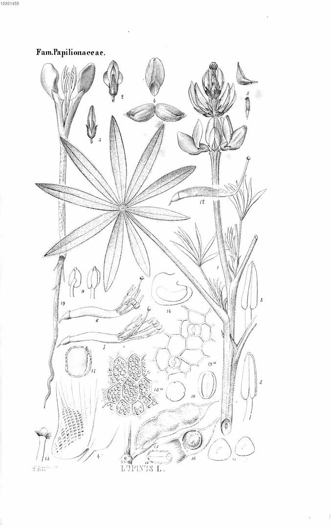 no HD illustration available (3)