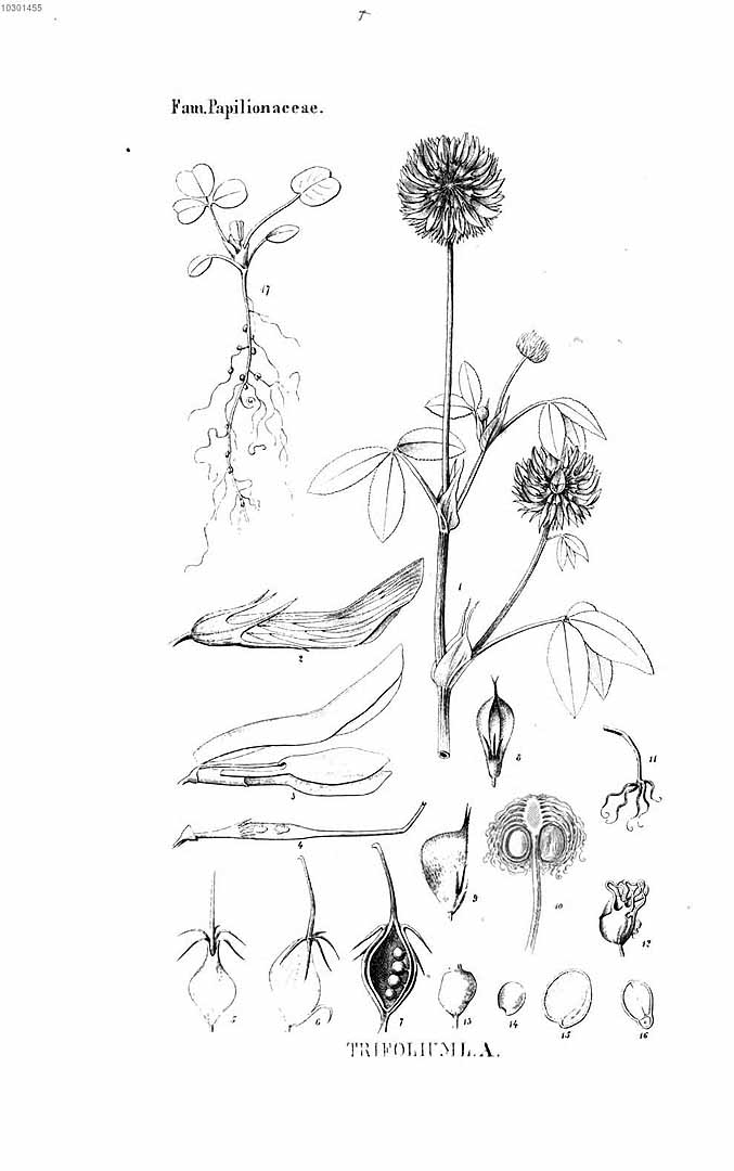 no HD illustration available (3)
