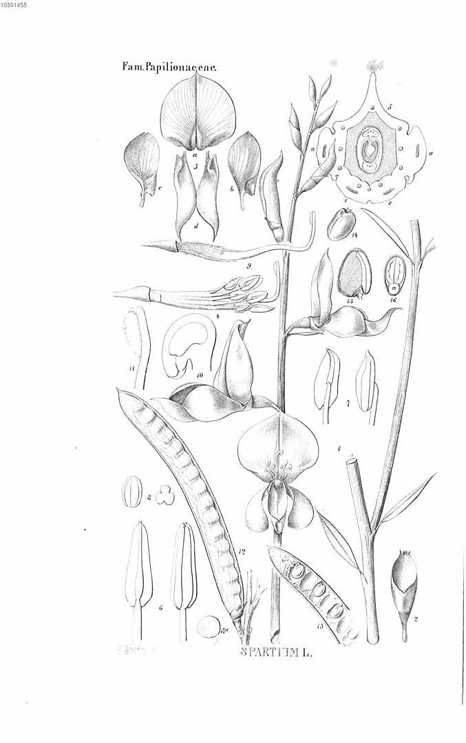 no HD illustration available (3)