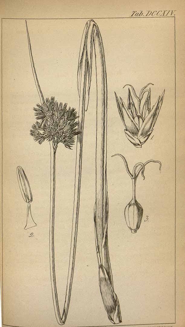 no HD illustration available (3)