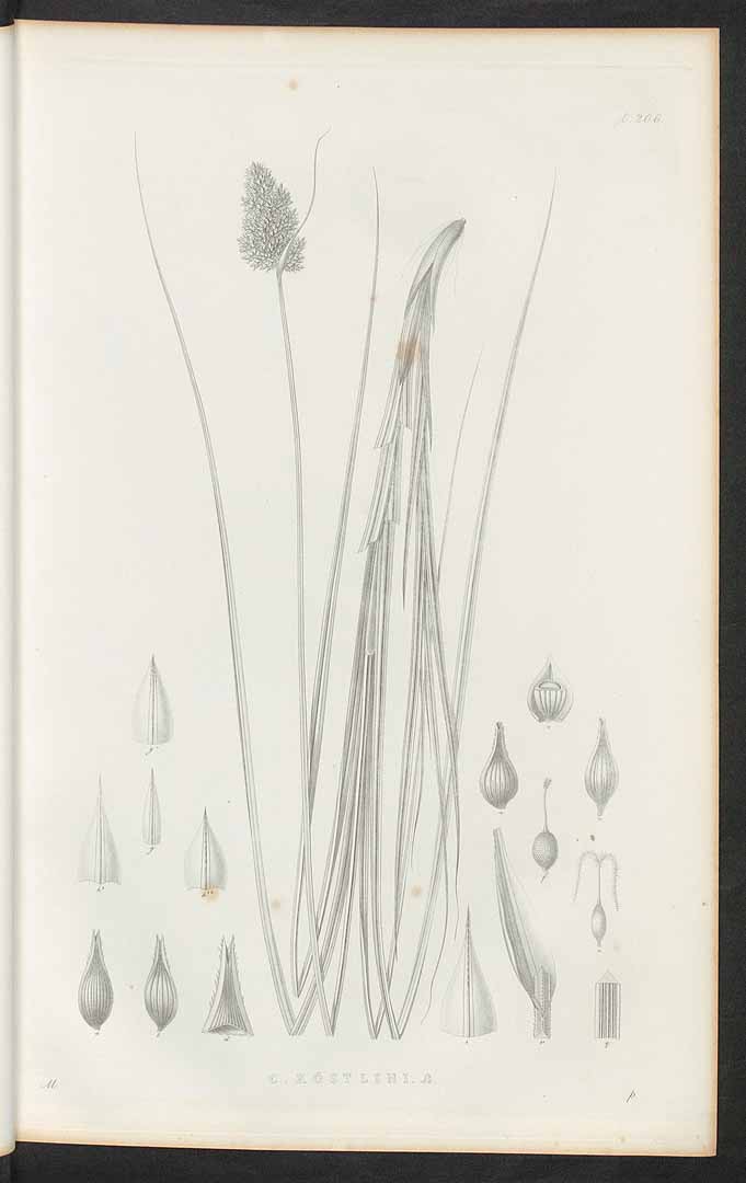 no HD illustration available (3)