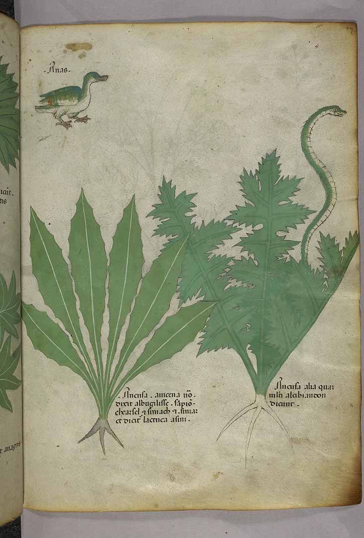 no HD illustration available (3)