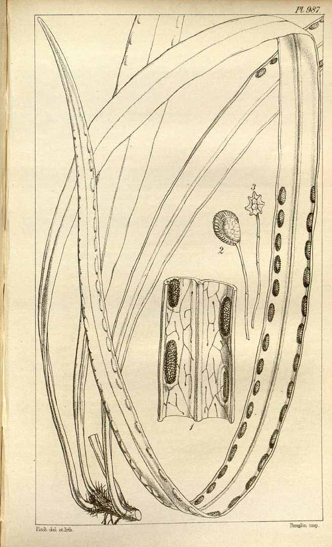 no HD illustration available (3)