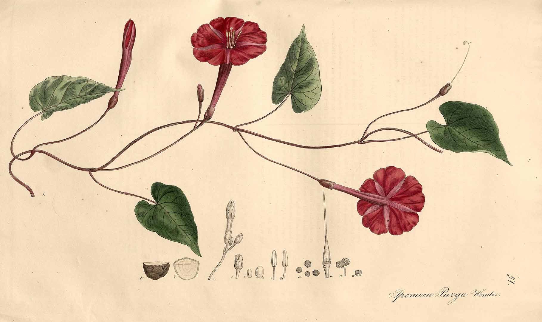no HD illustration available (3)