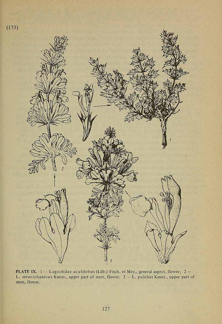 no HD illustration available (m1)
