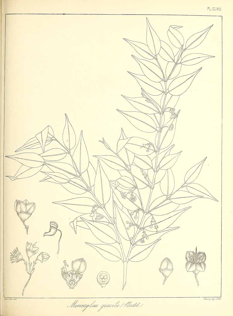 no HD illustration available (m1)