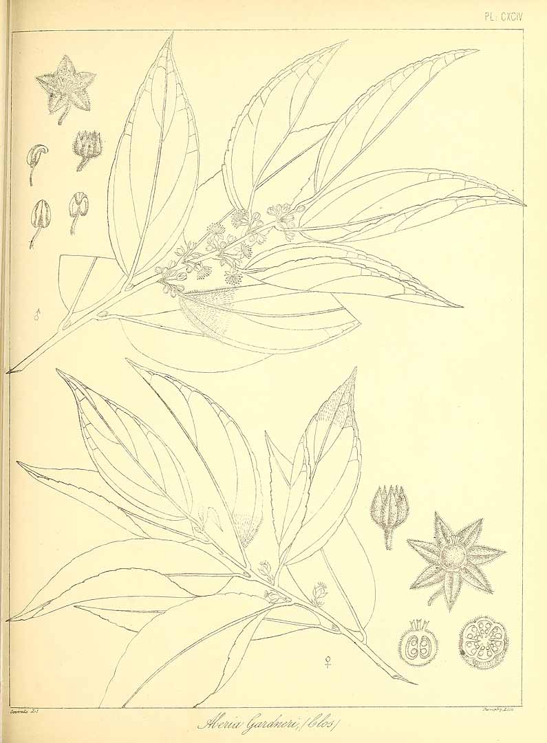 no HD illustration available (m1)