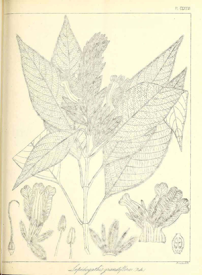 no HD illustration available (m1)