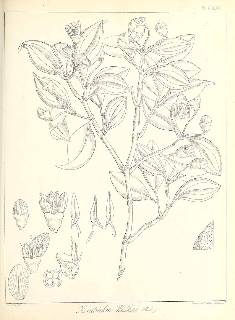 no HD illustration available (m1)