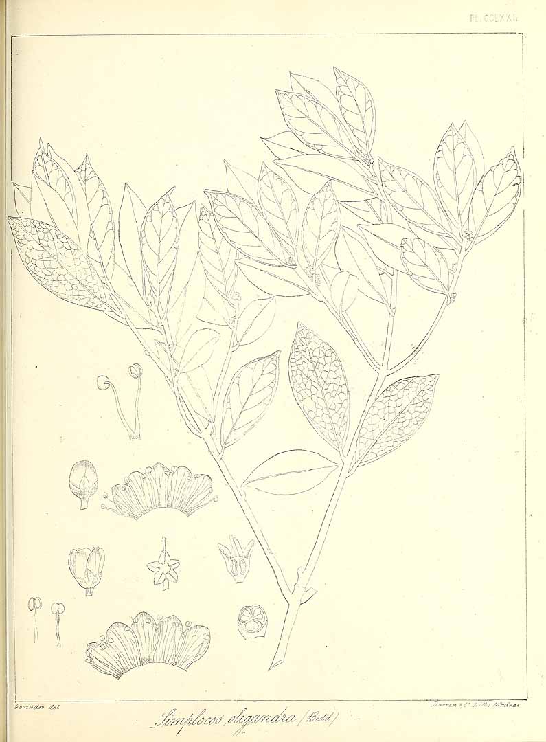 no HD illustration available (m1)