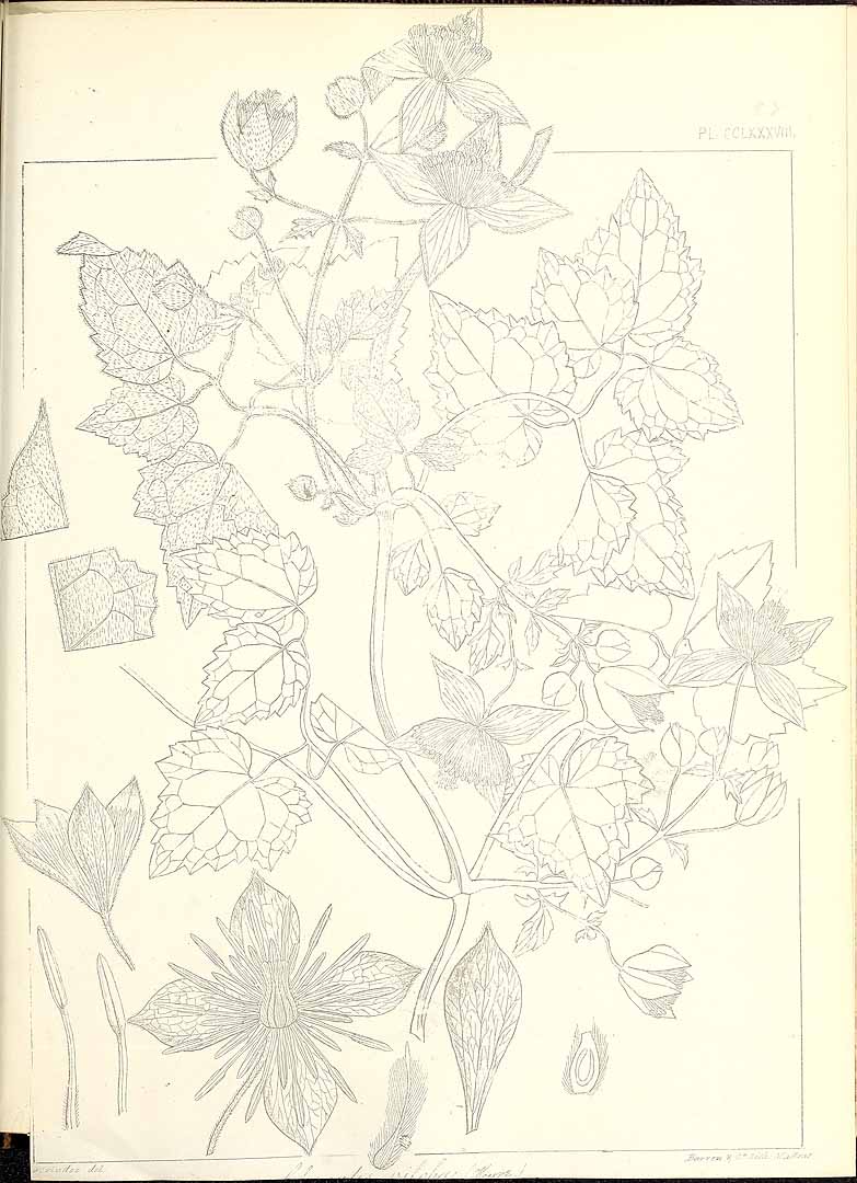 no HD illustration available (m1)