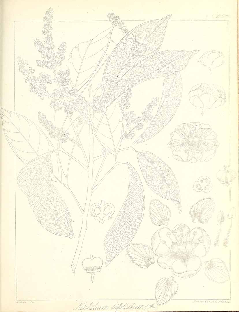 no HD illustration available (m1)