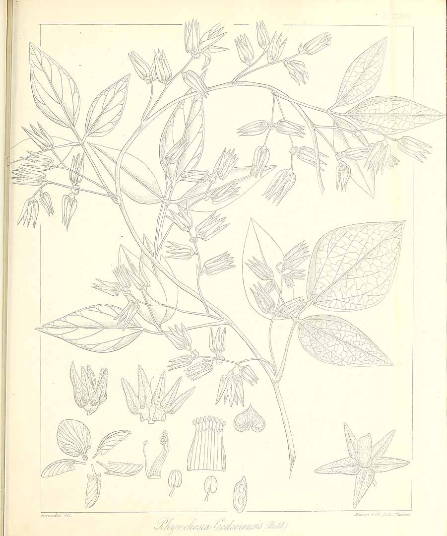 no HD illustration available (m1)
